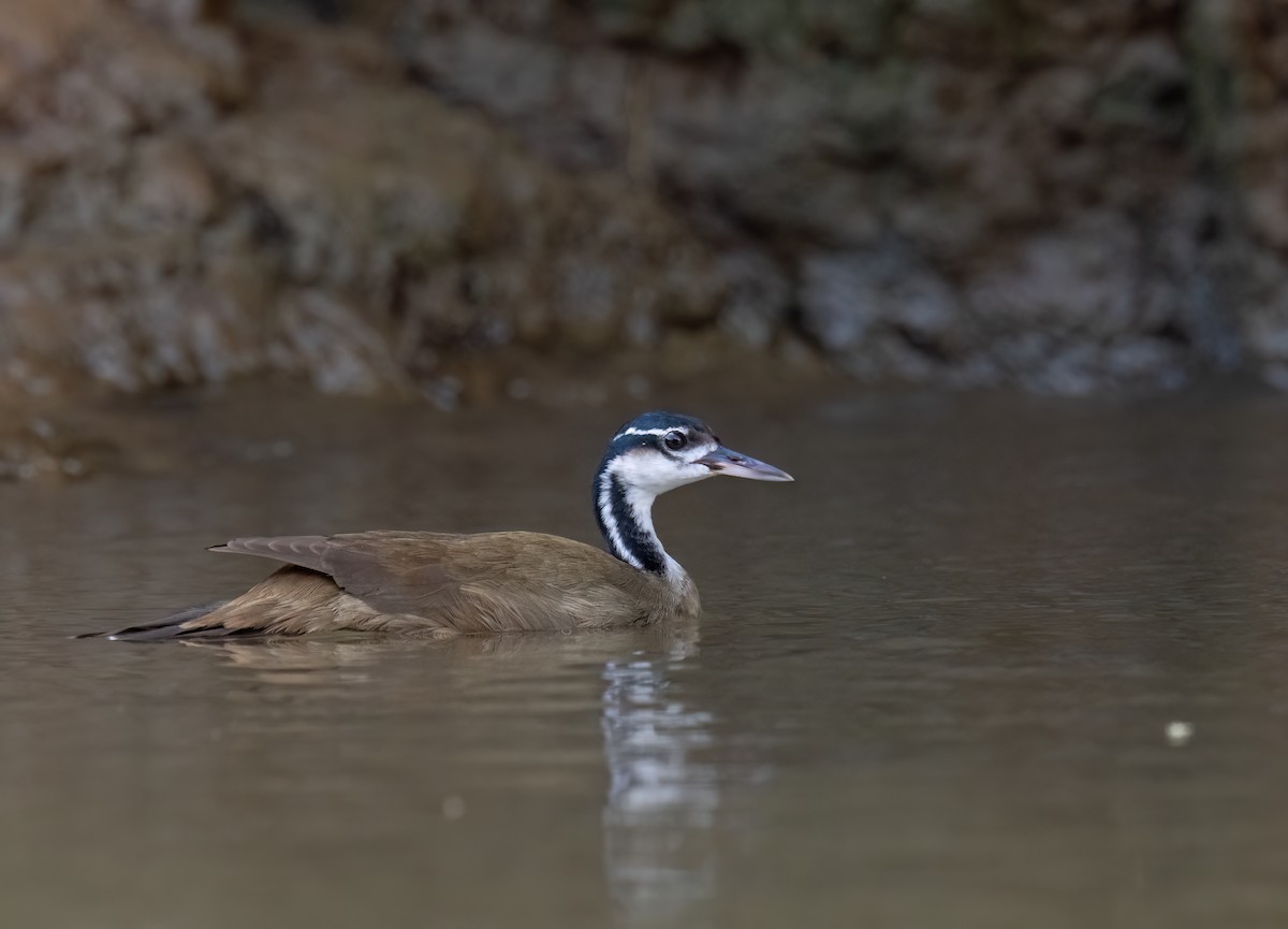 Sungrebe - ML641145993
