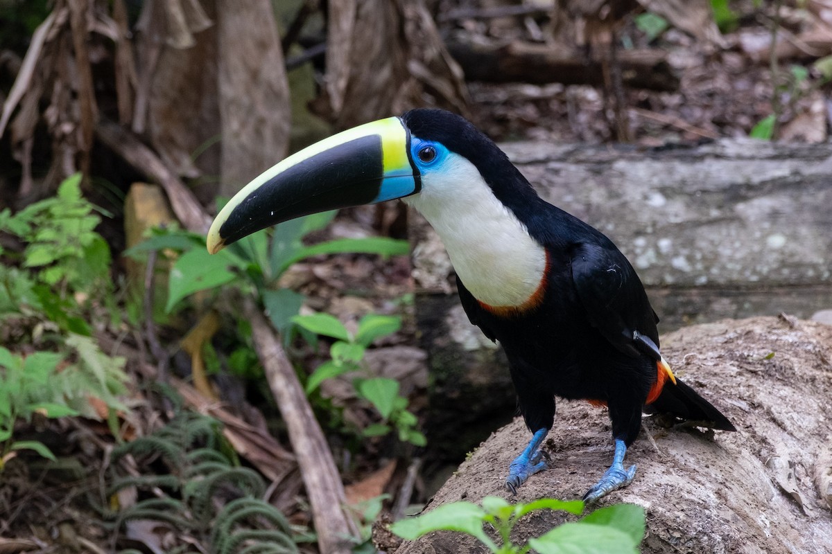 White-throated Toucan - ML641145998