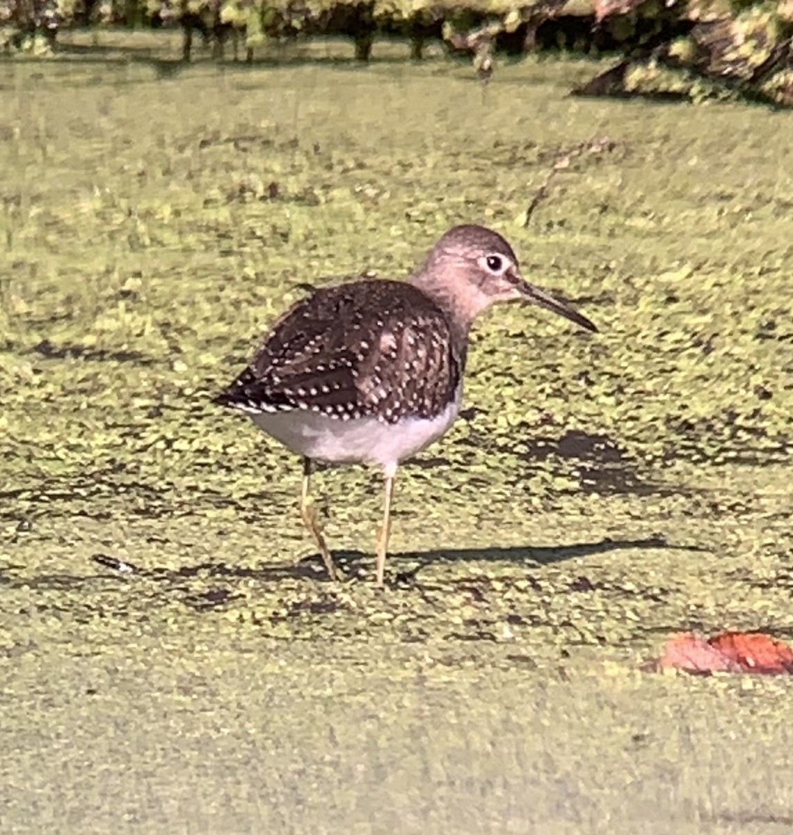 Solitary Sandpiper - ML641146000