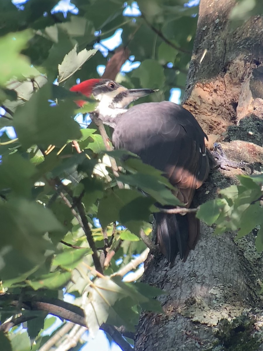Pileated Woodpecker - ML641146007