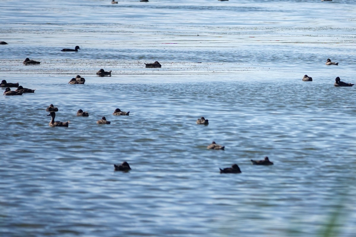 American Coot - ML641146032