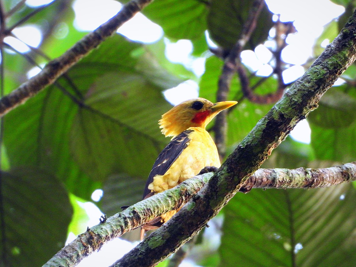 Cream-colored Woodpecker - ML641146073