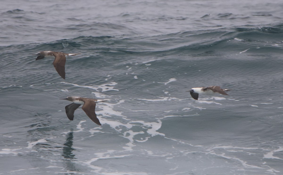 Peruvian Booby - ML641146103