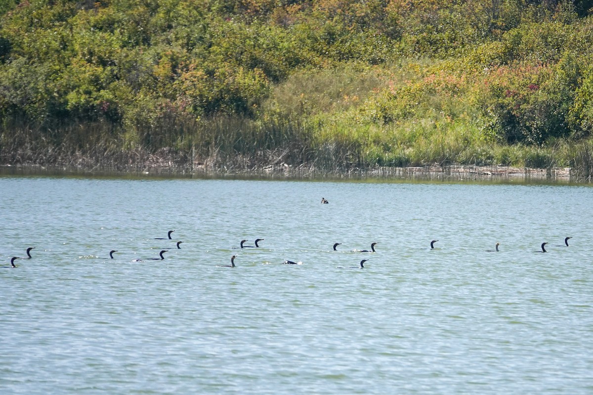 Double-crested Cormorant - ML641146134