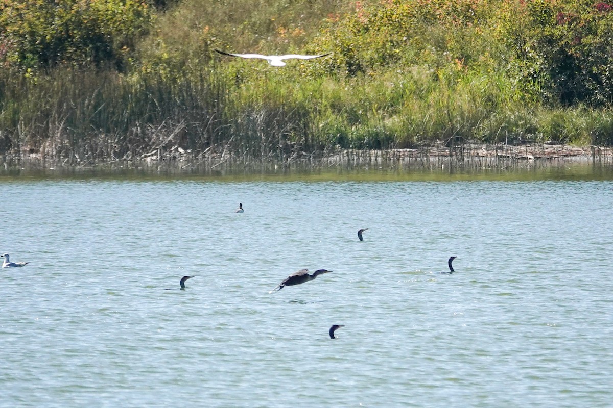 Double-crested Cormorant - ML641146135