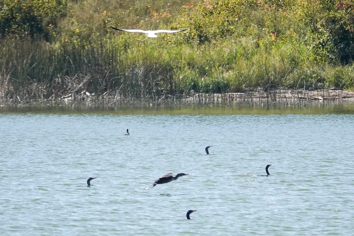 Double-crested Cormorant - ML641146136