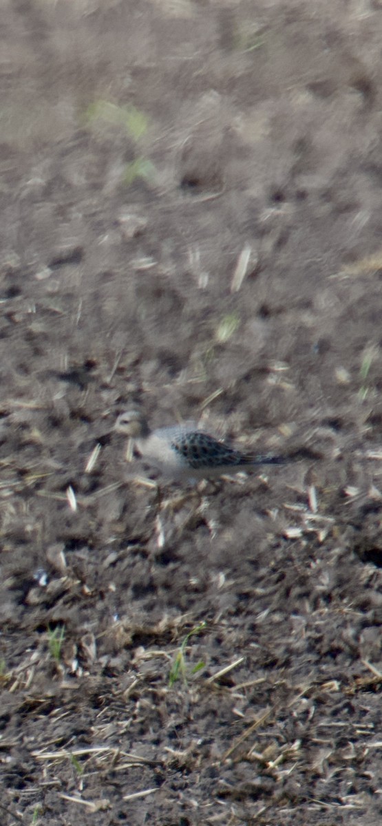 Buff-breasted Sandpiper - ML641146144