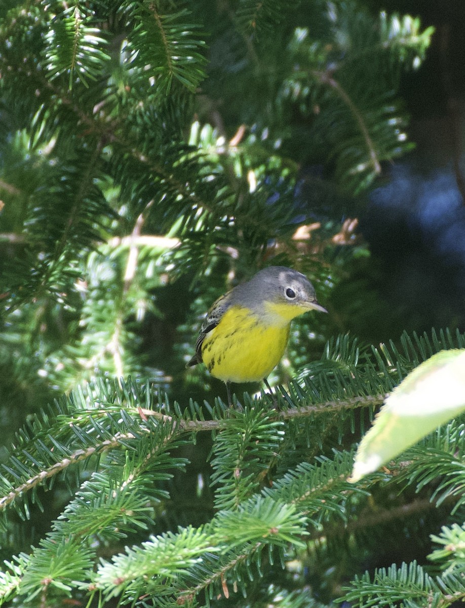 Magnolia Warbler - ML641146151