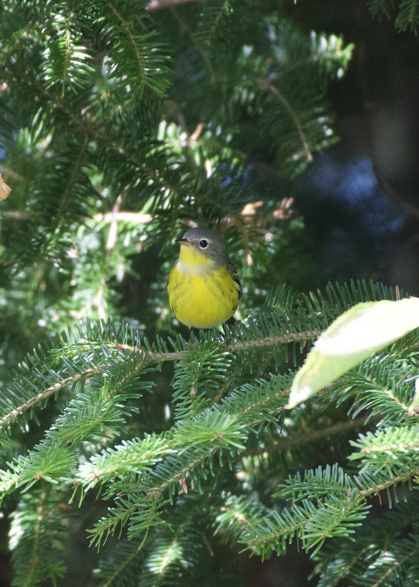 Magnolia Warbler - ML641146152
