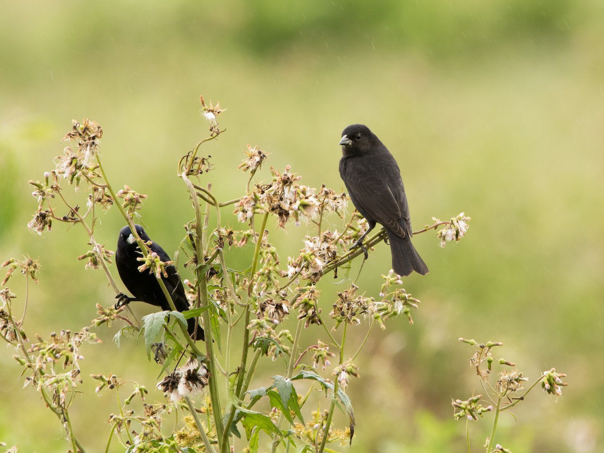 Shiny Cowbird - ML641146153