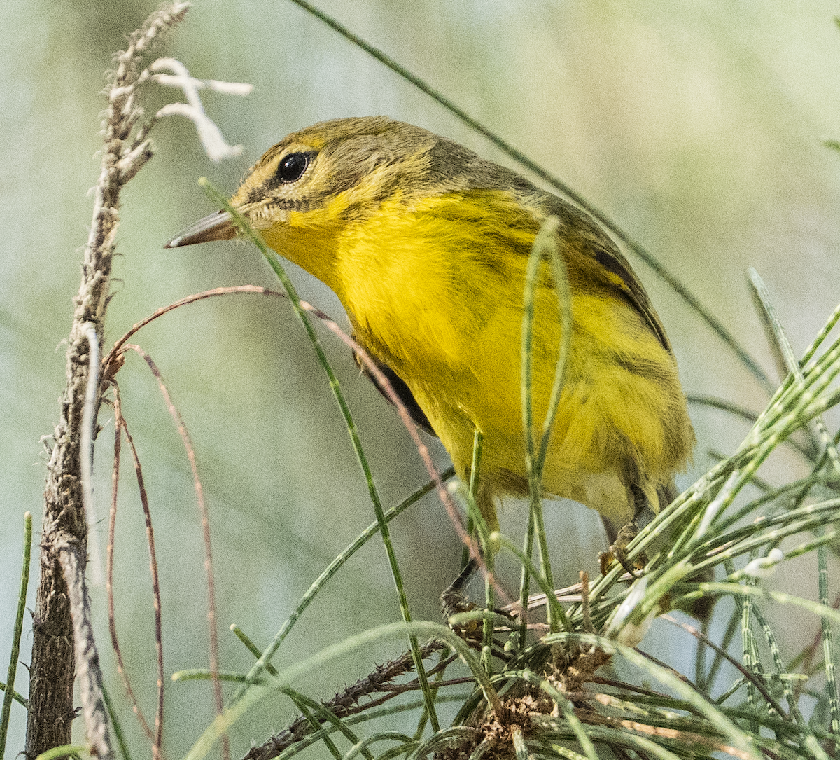 Prairie Warbler - ML641146156