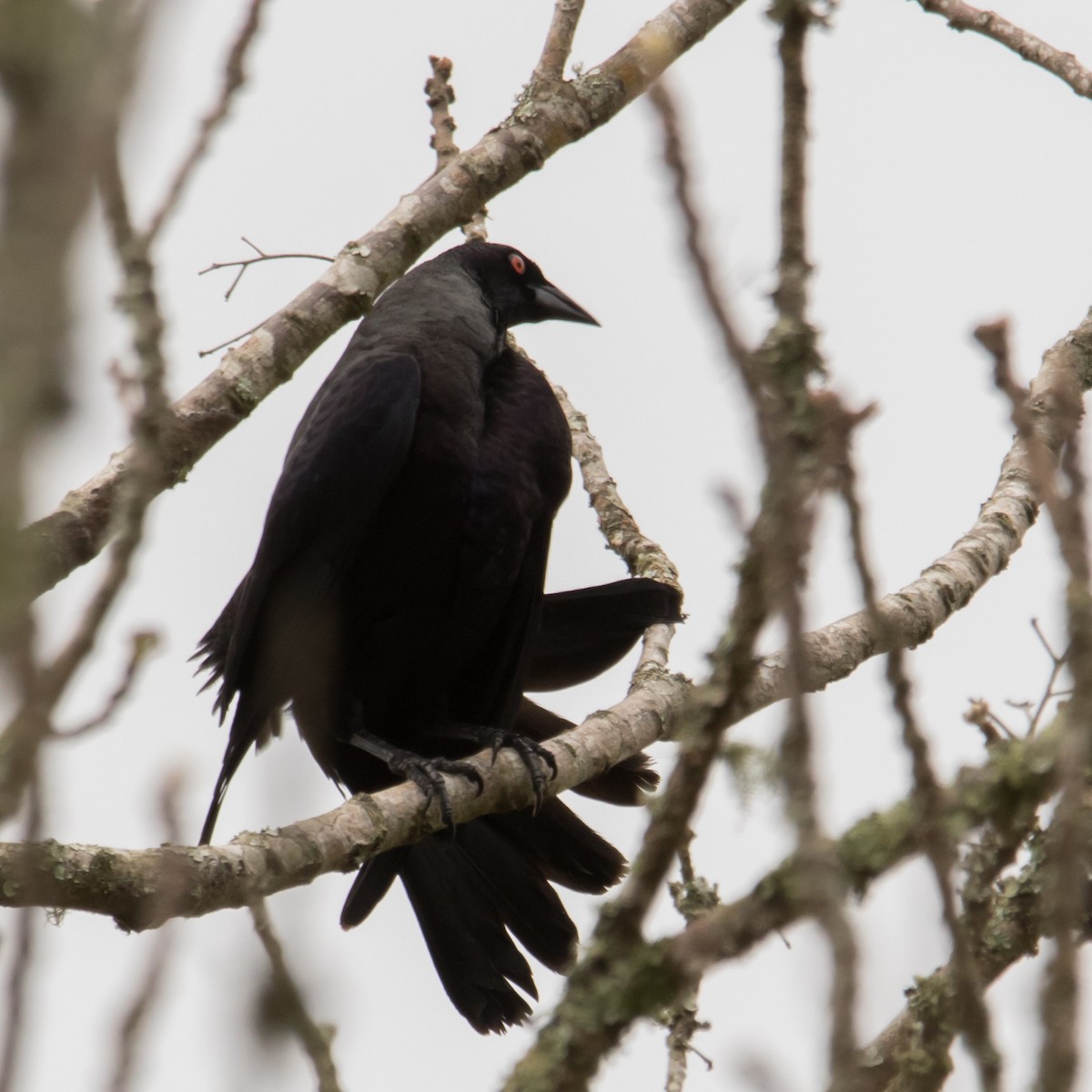 Giant Cowbird - ML641146188
