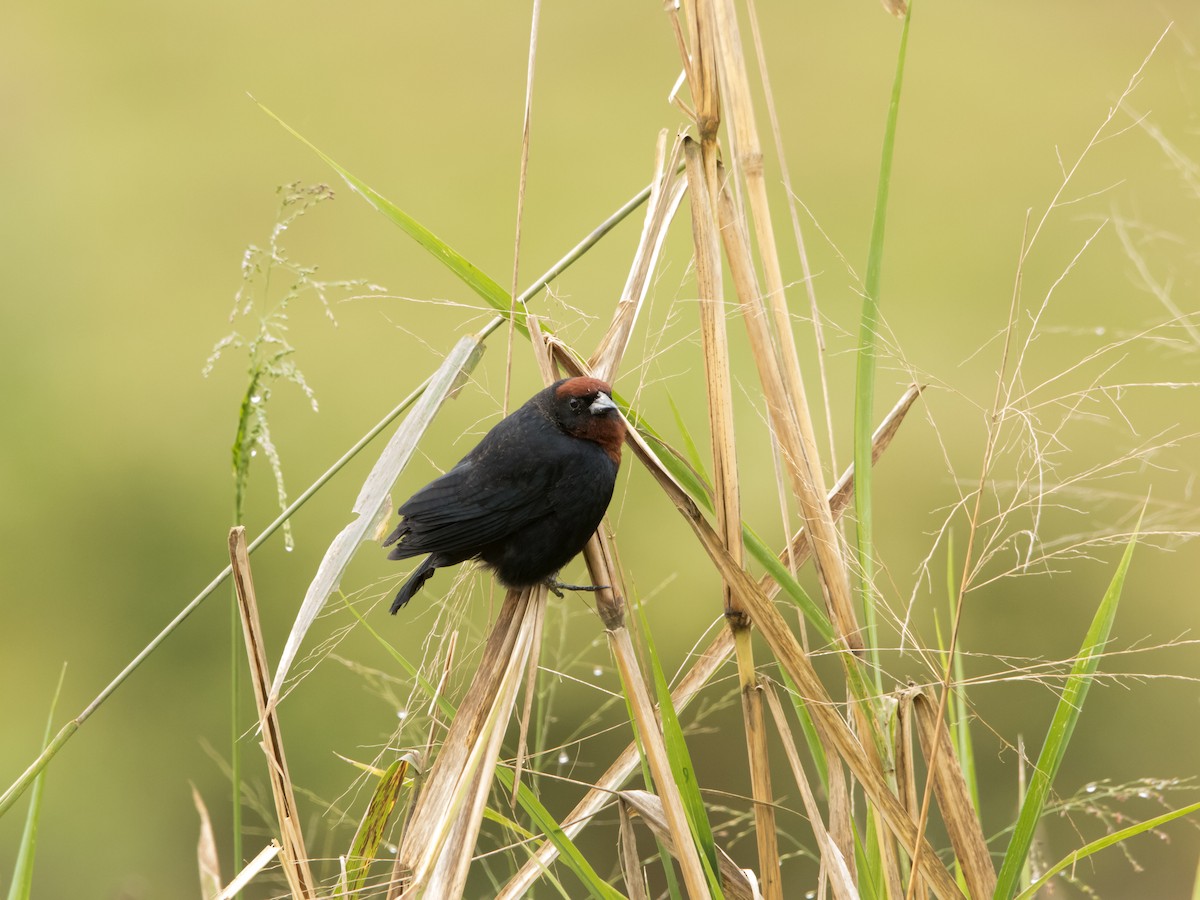 Chestnut-capped Blackbird - ML641146233