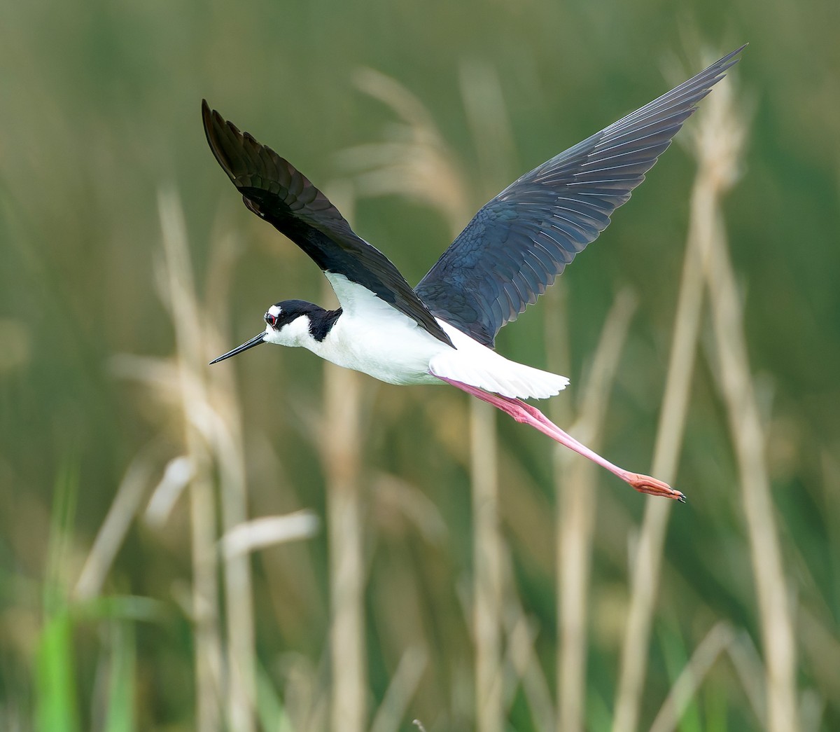 Black-necked Stilt - ML641146247