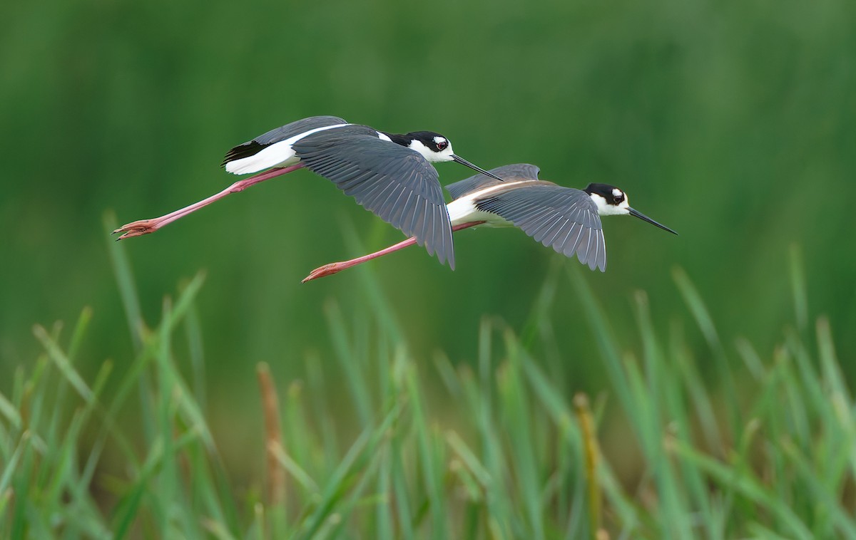 Black-necked Stilt - ML641146253