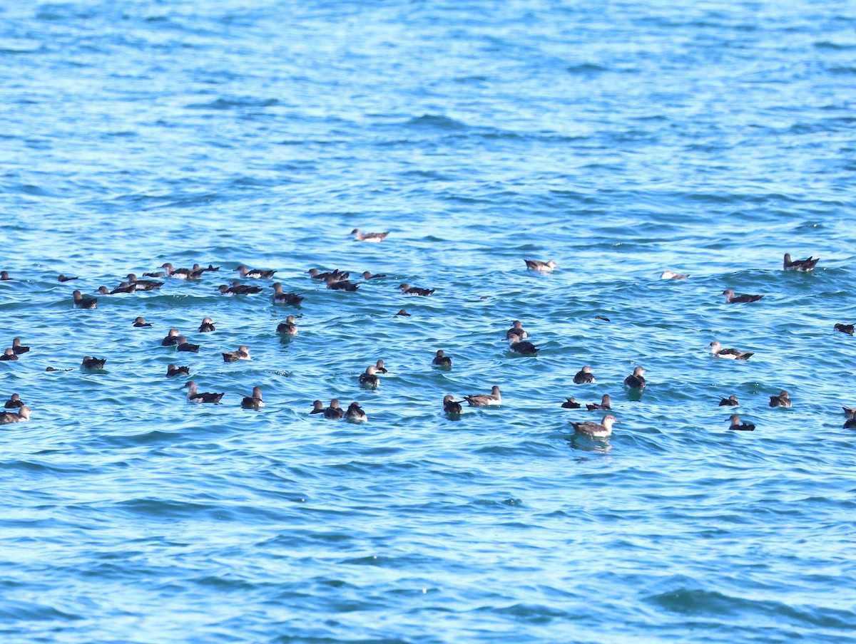 Black-vented Shearwater - ML641146254
