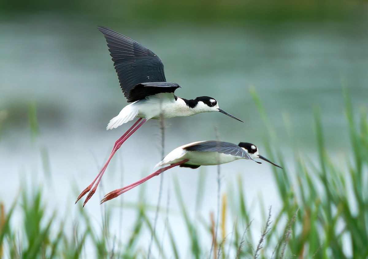 Black-necked Stilt - ML641146255