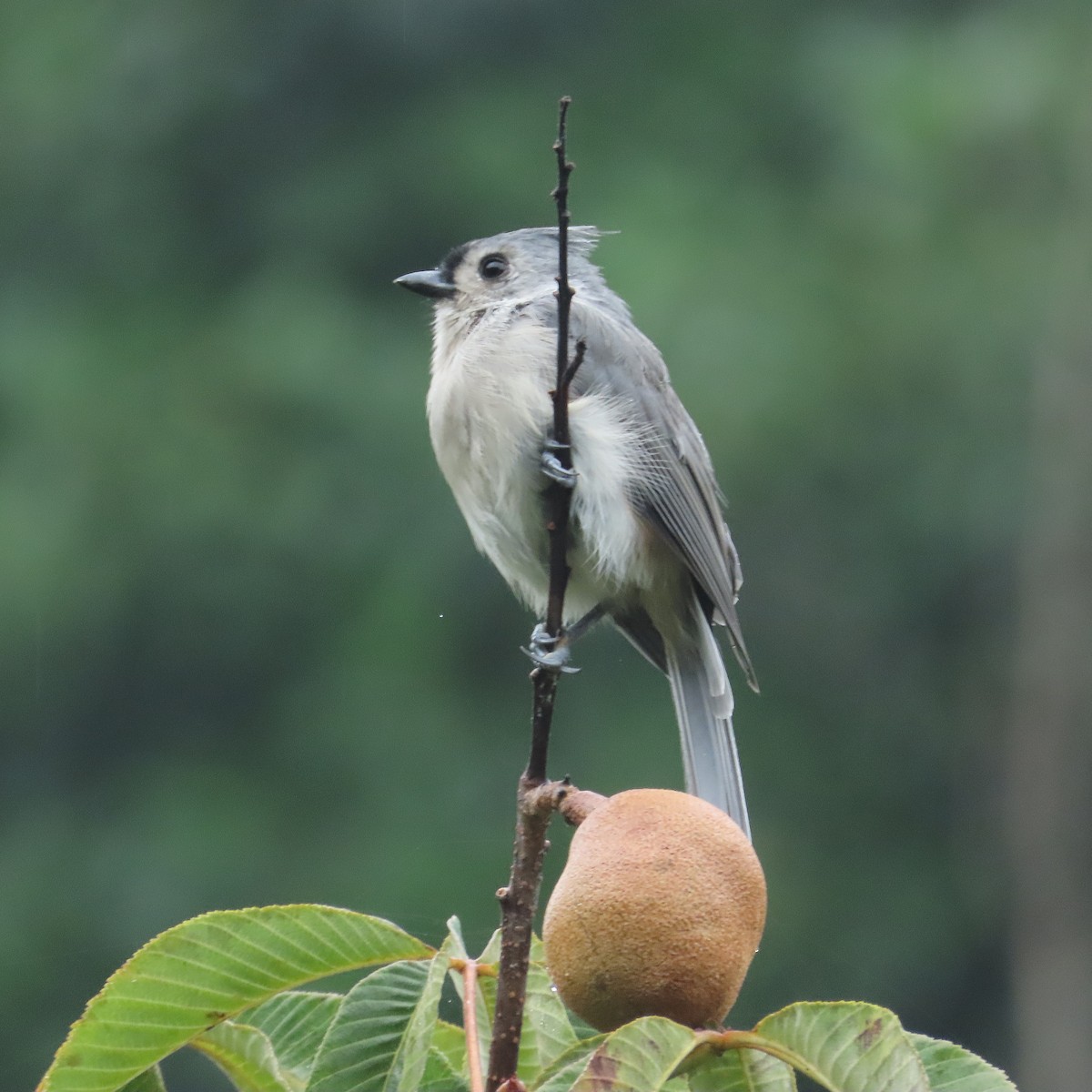 Tufted Titmouse - ML641146273