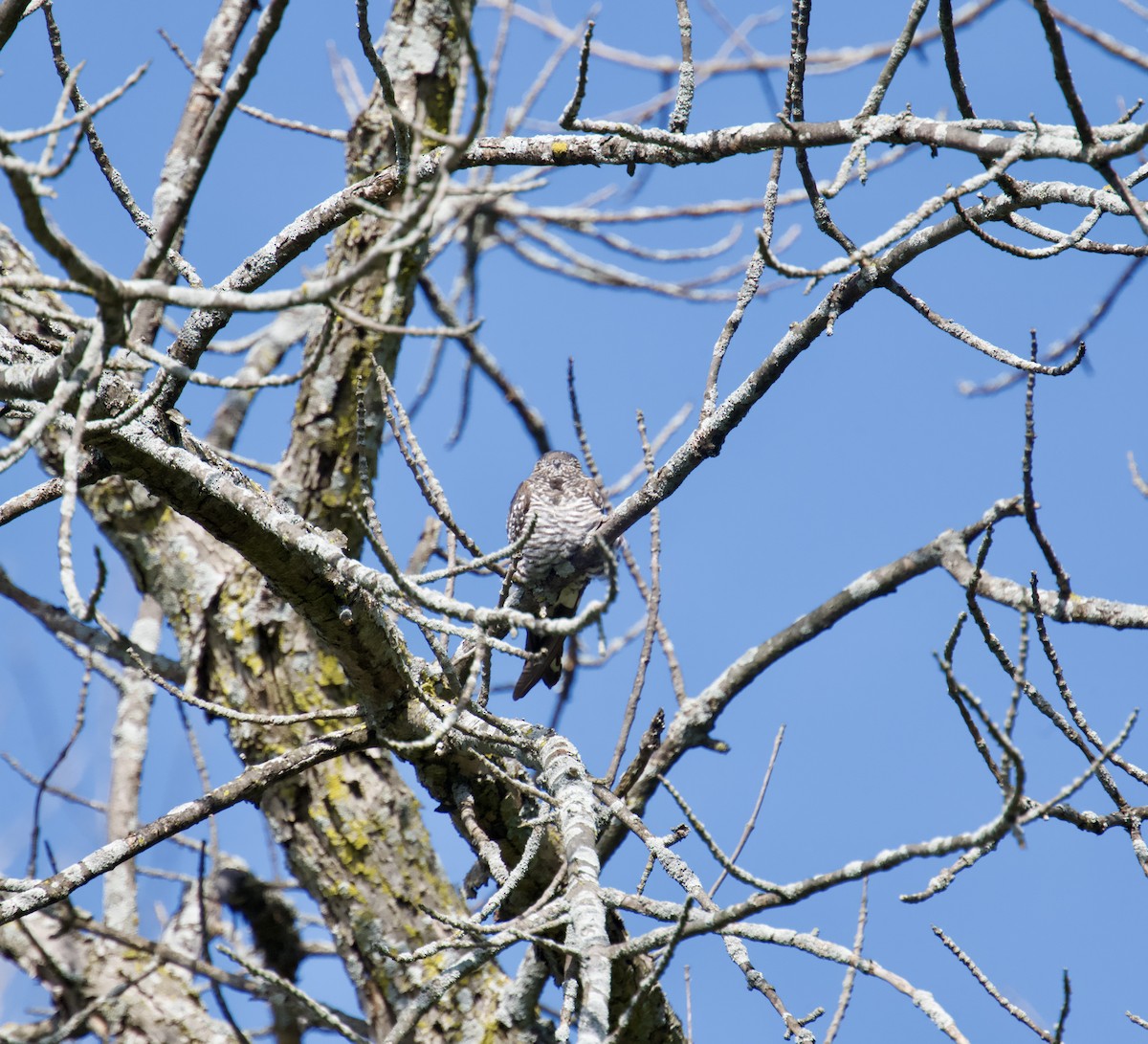 Common Nighthawk - ML641146282
