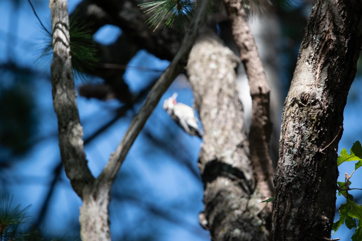 Yellow-bellied Sapsucker - ML641146284