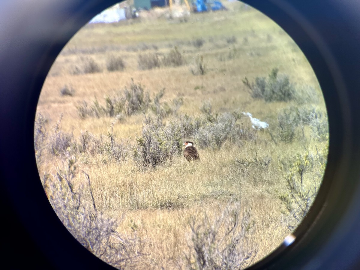 Crested Caracara (Northern) - ML641146285