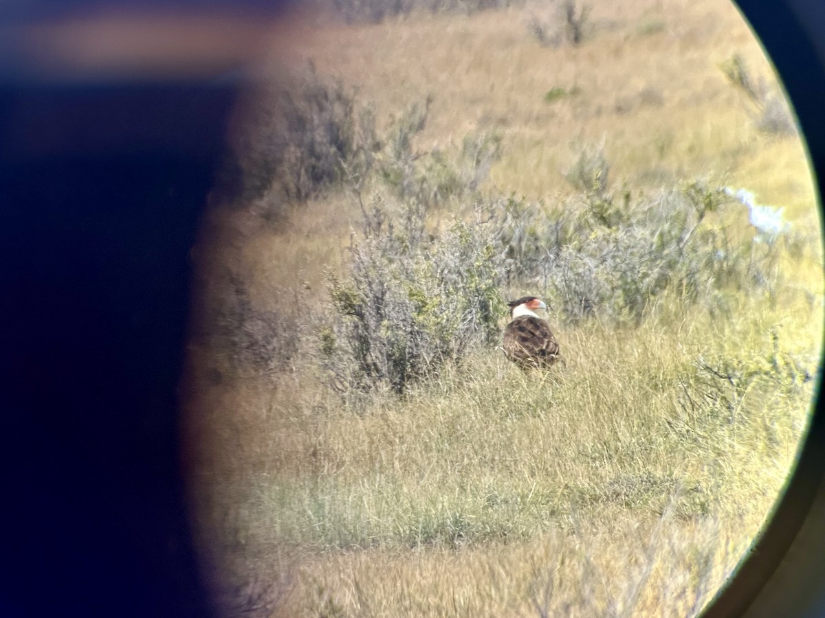 Crested Caracara (Northern) - ML641146286