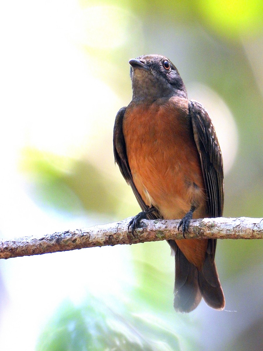 Flame-crowned Manakin - ML641146304