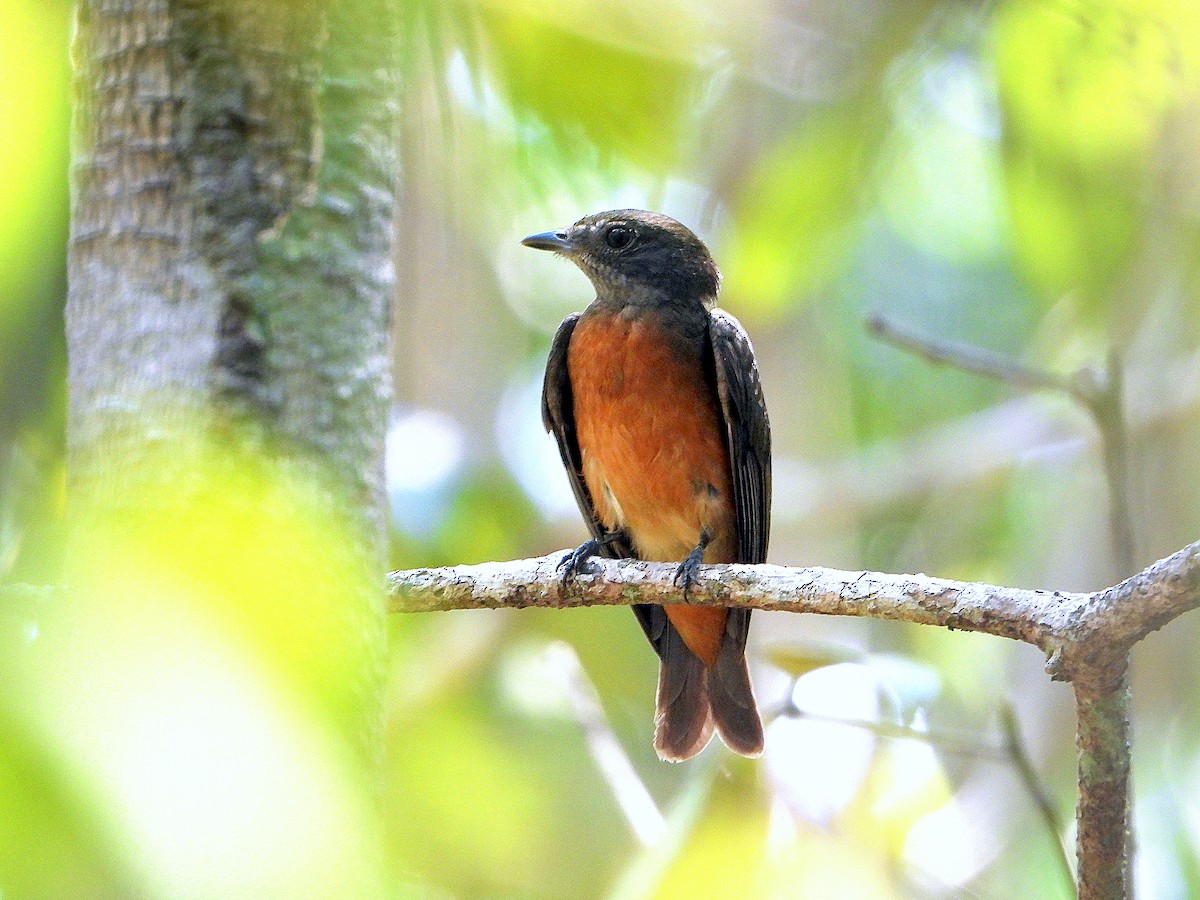 Flame-crowned Manakin - ML641146307