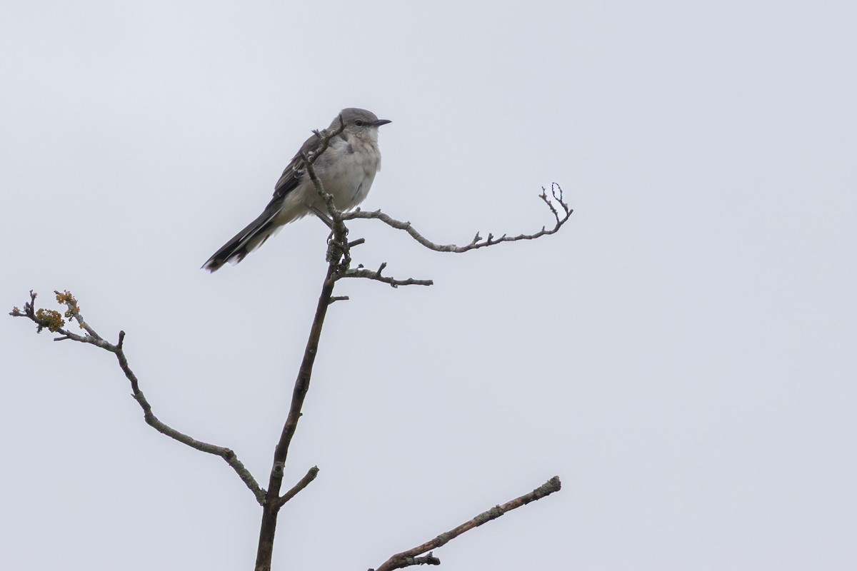 Northern Mockingbird - ML641146334