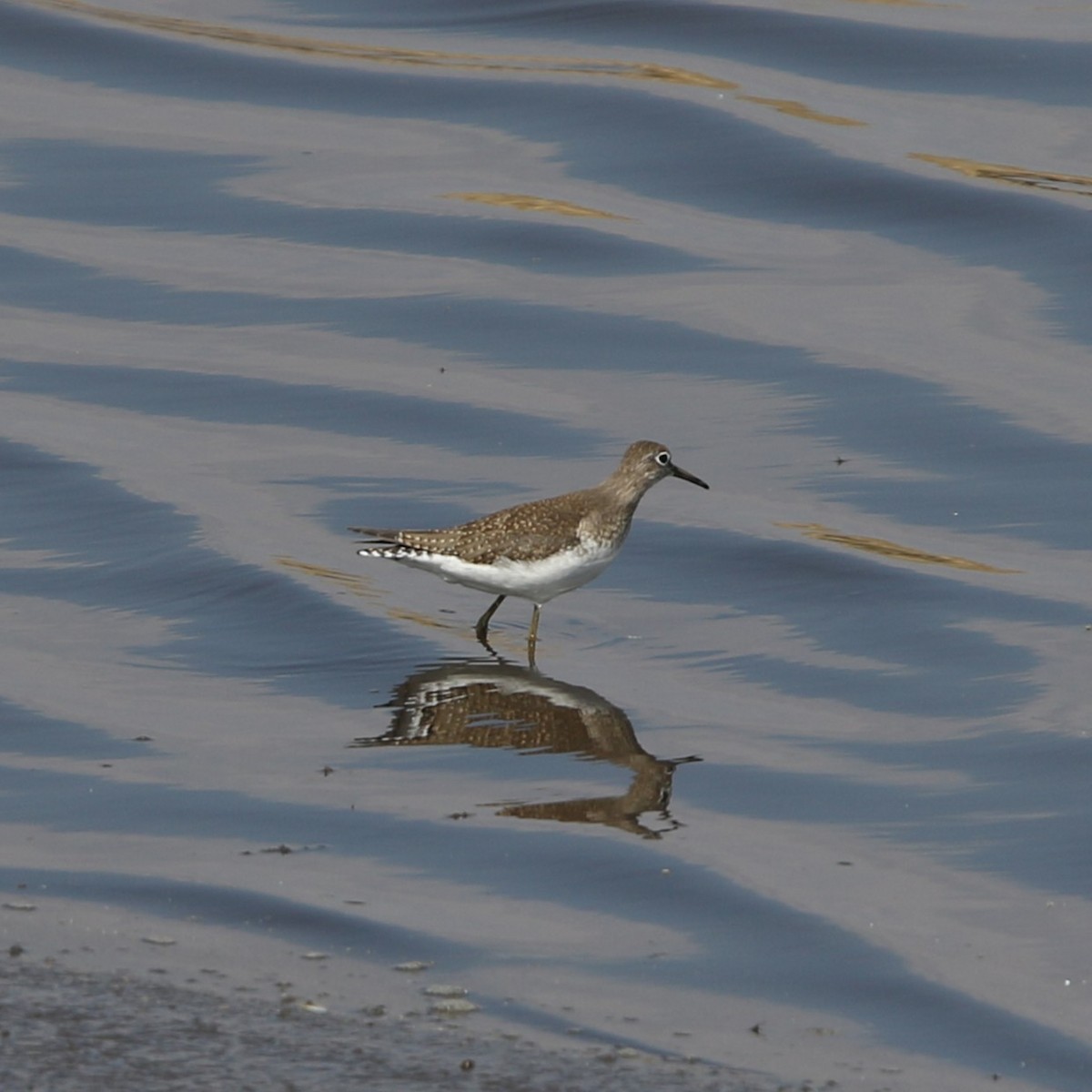 Solitary Sandpiper - ML641146336