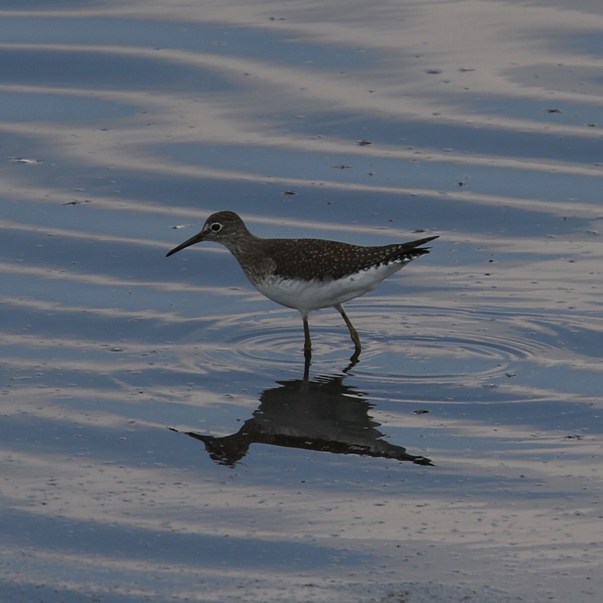 Solitary Sandpiper - ML641146337
