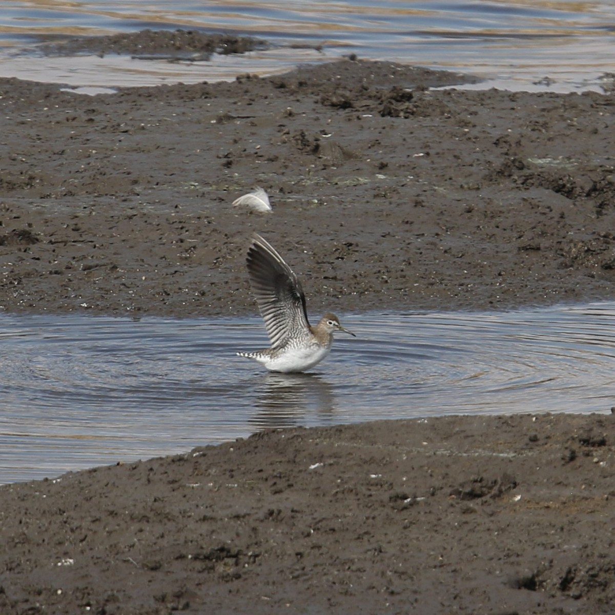 Solitary Sandpiper - ML641146338