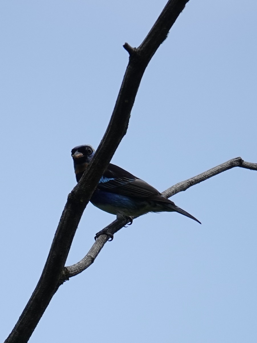 Golden-hooded Tanager - ML641146347