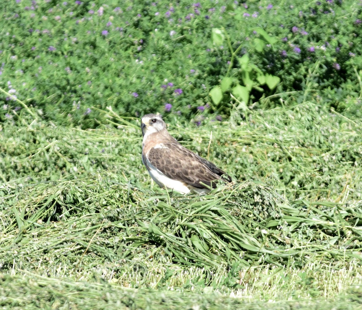 Swainson's Hawk - ML641146353