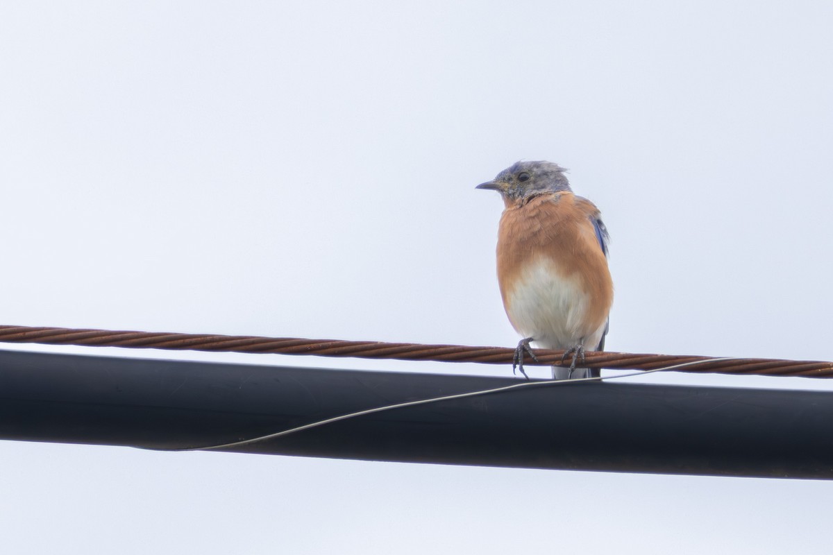 Eastern Bluebird - ML641146355