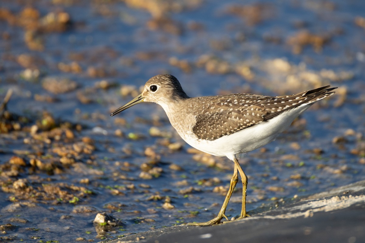 Solitary Sandpiper - ML641146367