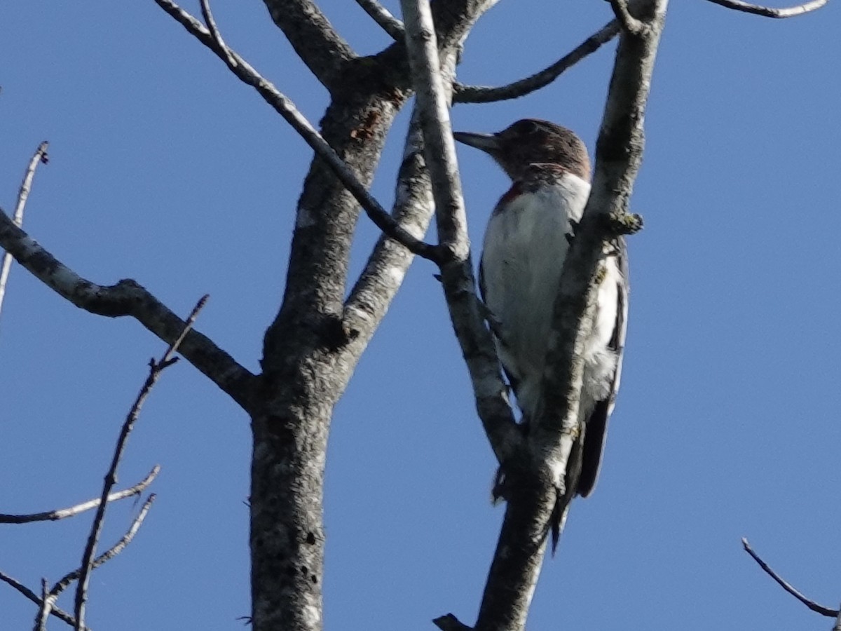 Red-headed Woodpecker - ML641146387