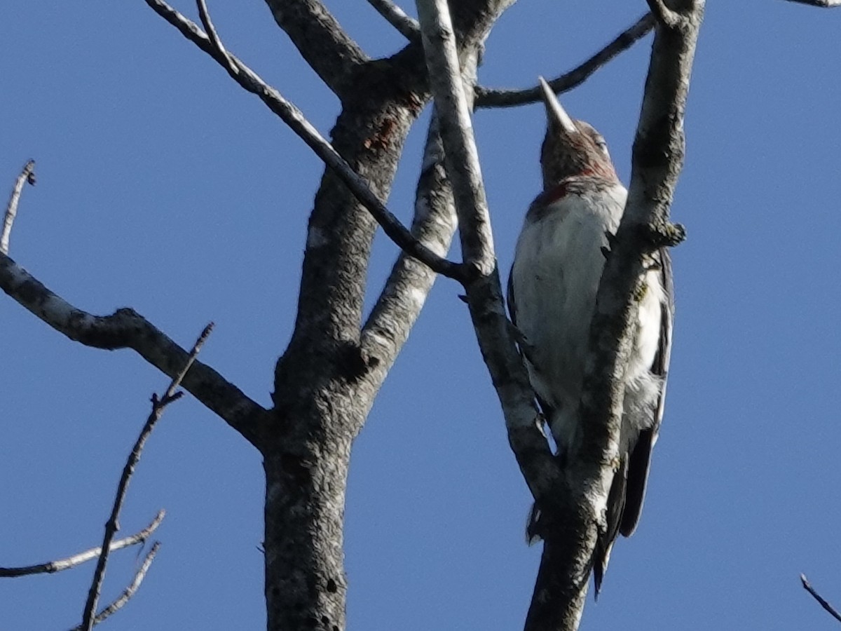 Red-headed Woodpecker - ML641146388