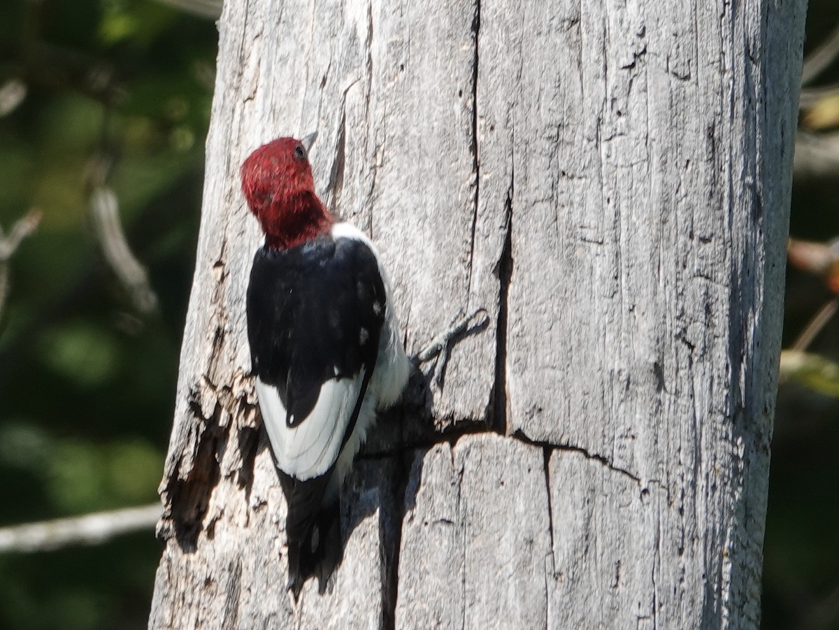Red-headed Woodpecker - ML641146389