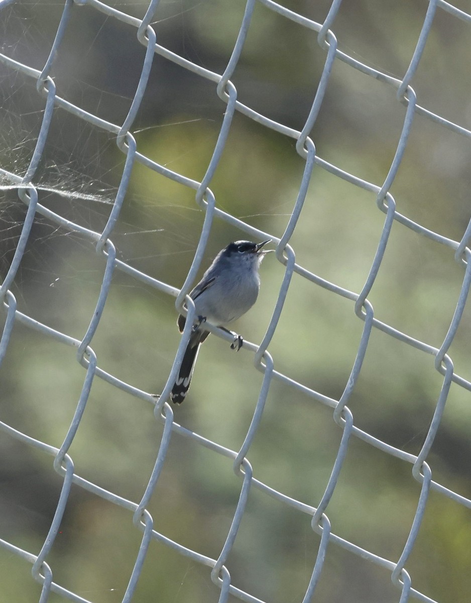 California Gnatcatcher - ML641146399