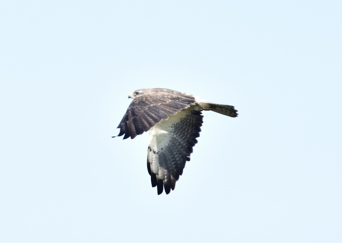 Swainson's Hawk - ML641146415