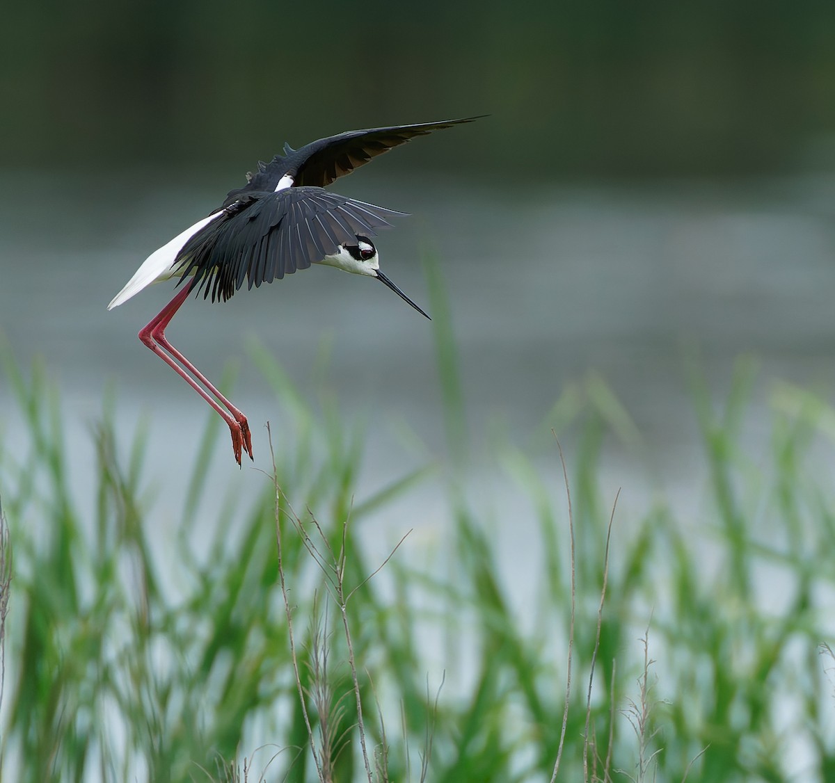 Black-necked Stilt - ML641146422