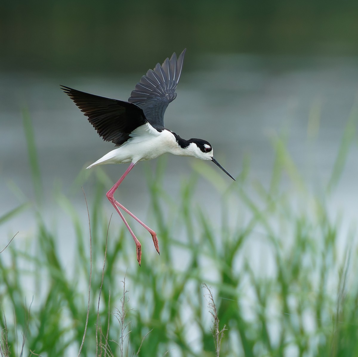 Black-necked Stilt - ML641146425
