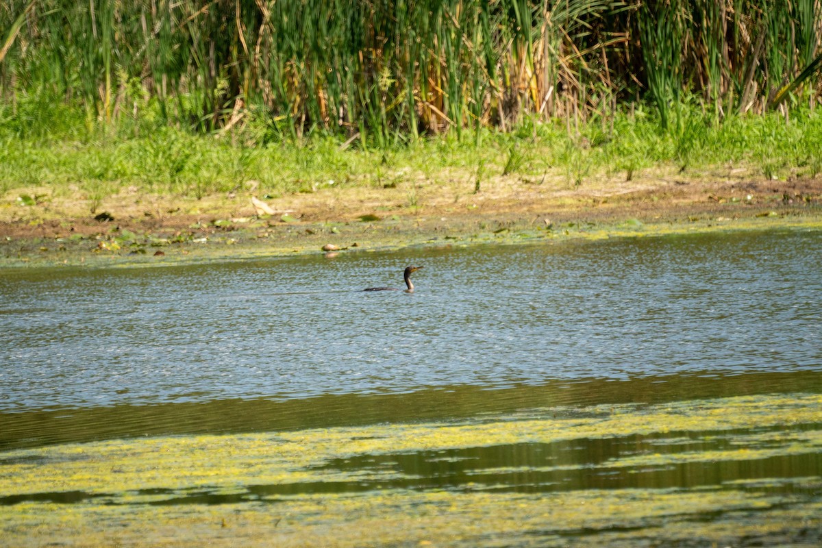 Double-crested Cormorant - ML641146437