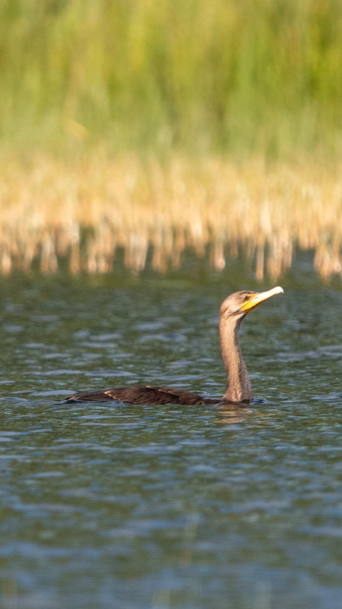 Double-crested Cormorant - ML641146443