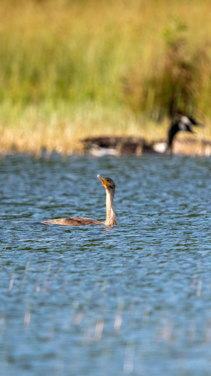 Double-crested Cormorant - ML641146445