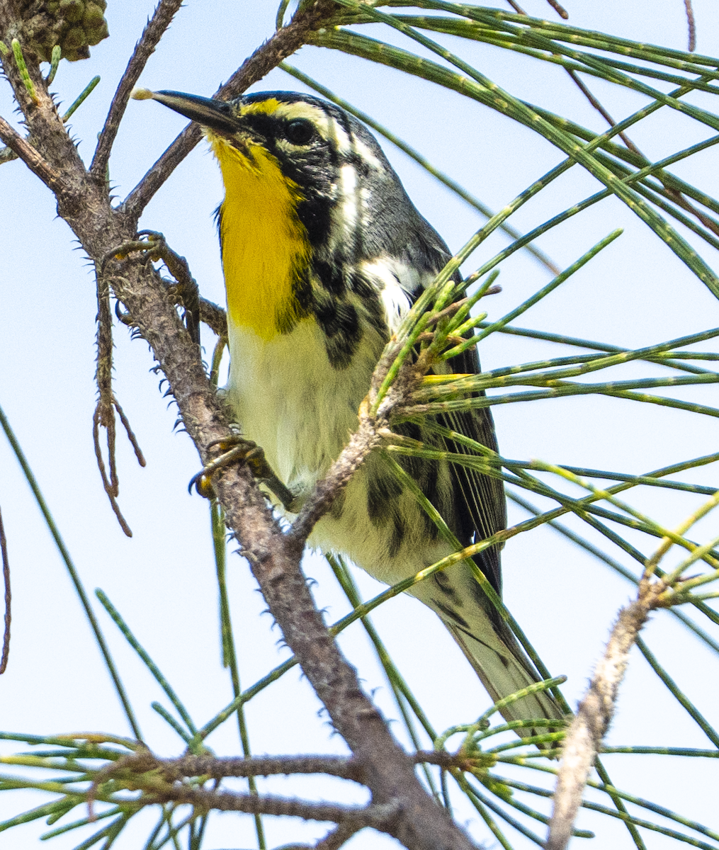 gulstrupeparula - ML641146448