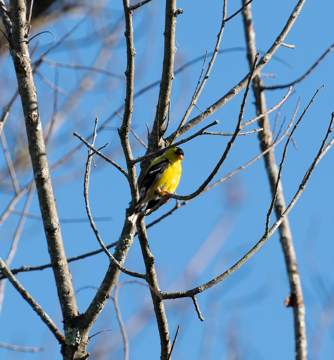 American Goldfinch - ML641146449