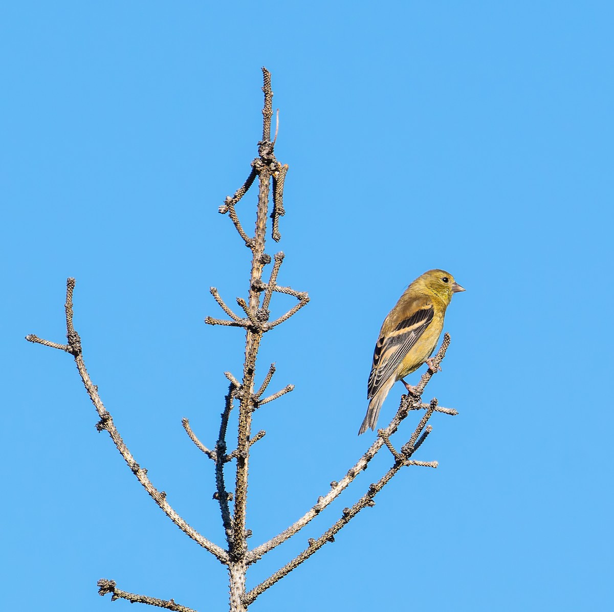 American Goldfinch - ML641146451