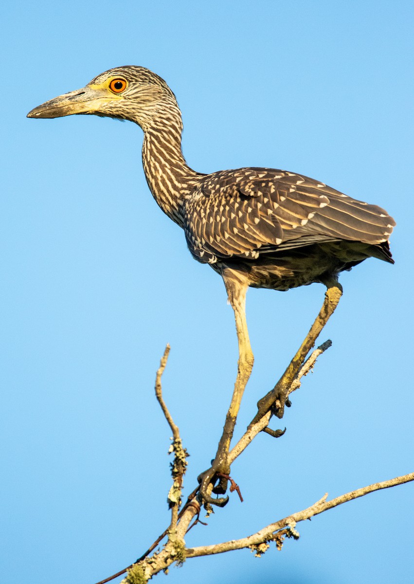 Yellow-crowned Night Heron - ML641146465